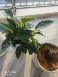 -HEYAN荷妍专业脱毛连锁机构