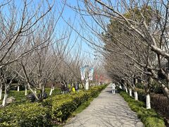 -高东镇樱花园