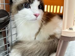 -爱洗澡的猫(天河路店)