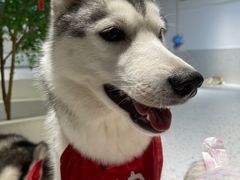 -Husky Go!哈士奇体验馆·宠物咖啡厅狗咖