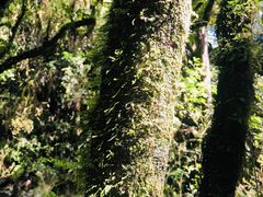 -怀托摩萤火虫洞