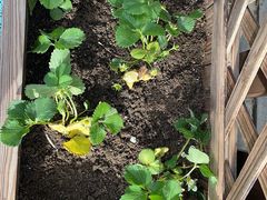 -蓝莓果幼儿园(通州梨园店)