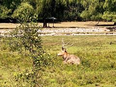 -北京麋鹿生态实验中心