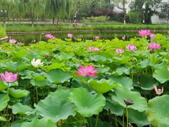 -西海子公园