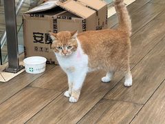 -爱侣·安琦尔宠物医院·中兽医针灸·心内科·狂犬免疫点(宝山区院)