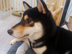 -柴迷FANS CLUB·柴犬狗咖·猫咖