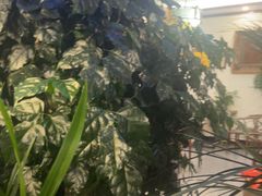 -白家寨子·山野白族菜(古城总店)