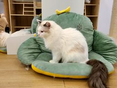 -猫域·湾主题猫咖·宠物吧(南坪城市广场店)