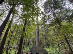 -五营红松林海景区