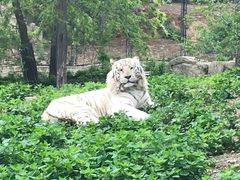 -大连森林动物园