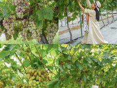 -金谷域澳洲庄园