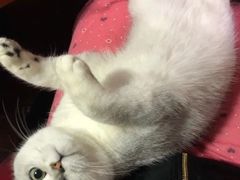 -荔康动物医院(康王北路店)