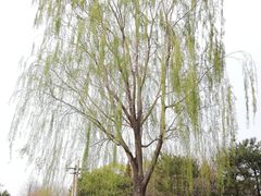 -北坞公园