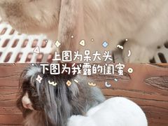 -猫猫幼稚园·撸猫·桌游·电玩