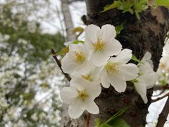-高东镇樱花园