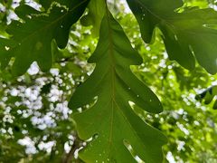 -国家植物园南园