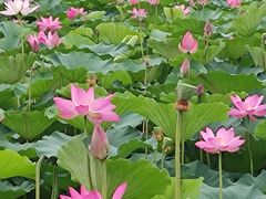 -东郊湿地公园