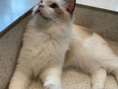 -飞行喵MR PILOT|猫舍·猫咖(静安大融城店)