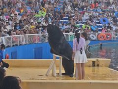 -秦皇岛乐岛海洋王国