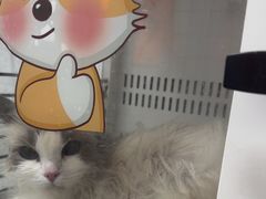 -瑞派康怡24h宠物医院·犬猫医疗中心·微创绝育(瑞景分院)