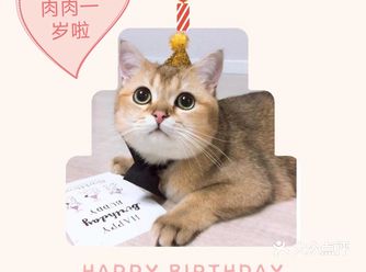 肉肉本肉来啦在广源大厦这里的官园把小可爱金渐层带回家因为自己喜欢吃肉所以给毛孩子取名肉肉肉肉今年4岁啦当宝贝一样养着都不舍得说他一句每天都得哄着他非常开心的是肉肉特别健康年年生日还都有个大趴体呢真是幸福的小可爱