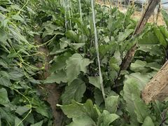 -庞各庄翠芳园西瓜蔬菜基地采摘园