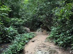 -西双版纳原始森林公园