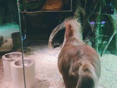 -zoonana室内动物园(东方福来德店)