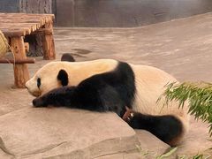 -安吉竹博园