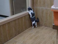 -瑞派名望24h动物医院异宠专科·猫专科·骨科·重症监护分院