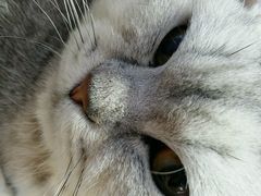 android_upload_pic-喵的天空名猫咖啡馆·撸猫·猫舍·用品