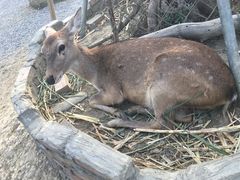 -鹿境梅花鹿生态园区