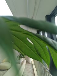 -HEYAN荷妍专业脱毛连锁机构