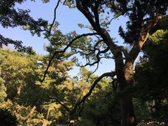 -叶家花园