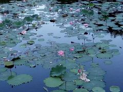 -五缘湾湿地公园