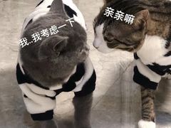 -lincat·猫舍(广州店)