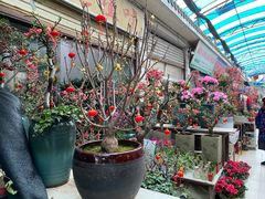 -武汉花鸟市场