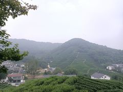 -龙井村