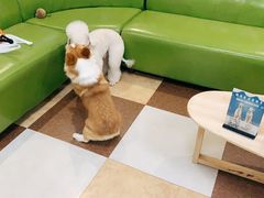 -奈斯宠物医院·核磁CT·异宠专科·内镜(中南店)