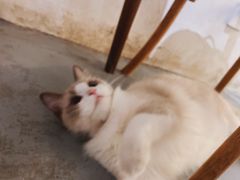 -猫友咖啡店(玉林西路店)