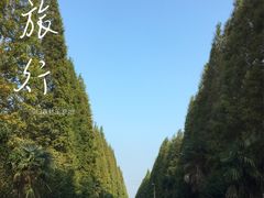 -黄海国家森林公园