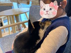 -南京Hallo宠物乐园·哈罗犬舍·柴犬繁育基地