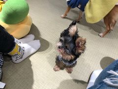 -逗柴咖啡屋·狗咖猫咖宠物桌游