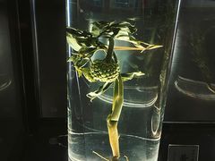 -广东中医药博物馆