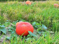 -中国天府农业博览园