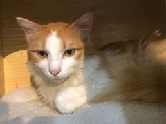 -绒爪撸猫下午茶·猫咖