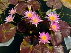 -云溪植物园