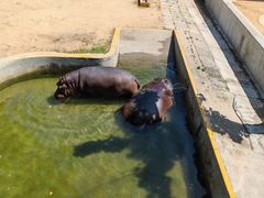 -西霞口神雕山野生动物世界