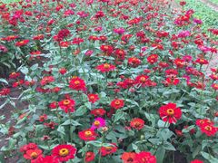 -三亚珠江南田温泉度假区