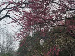 -杭州植物园